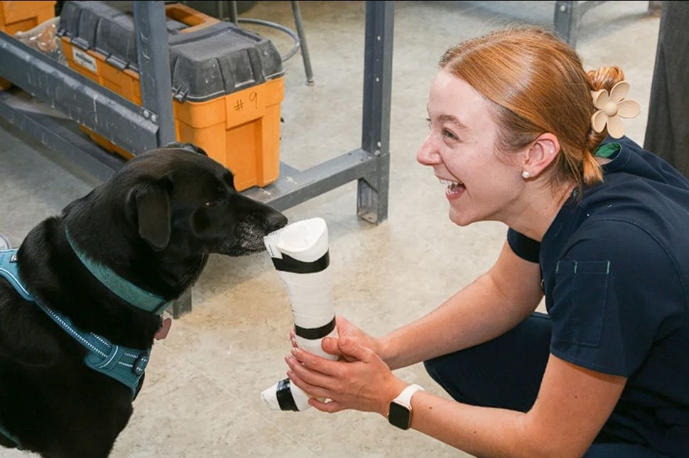 student holding a leg prosthetic for dog