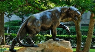 Pitt Panther on Campus