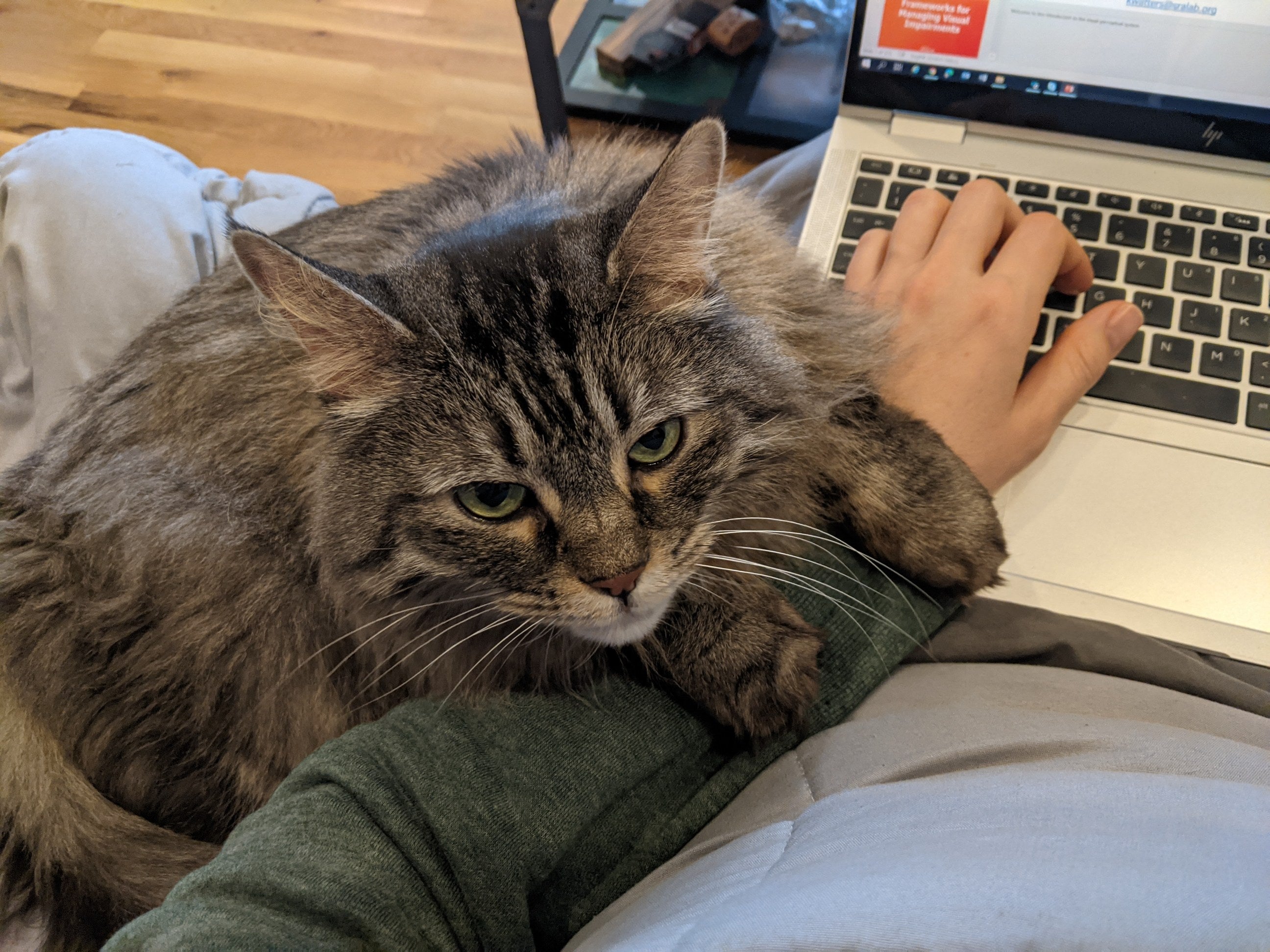 Cat on Kelsey's laptop