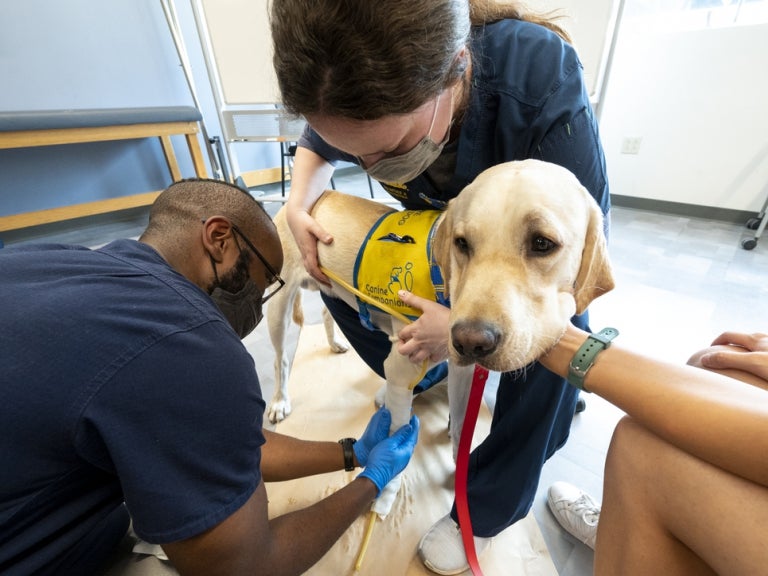 Prosthetics and Orthotics Students Learn How to Improve Pet Mobility