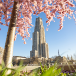Cherry blossom tree in the foreground with the Cathedral of Learning in the background.