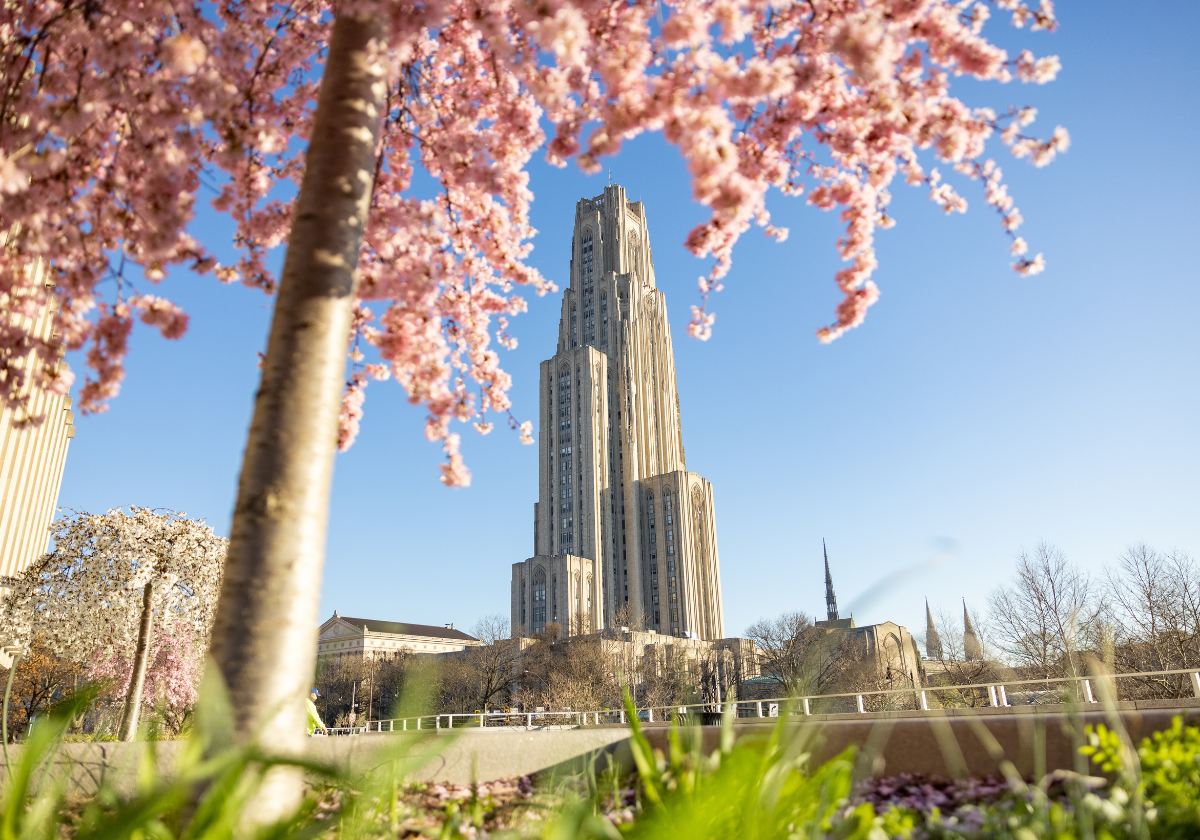 Cherry blossom tree in the foreground with the Cathedral of Learning in the background.