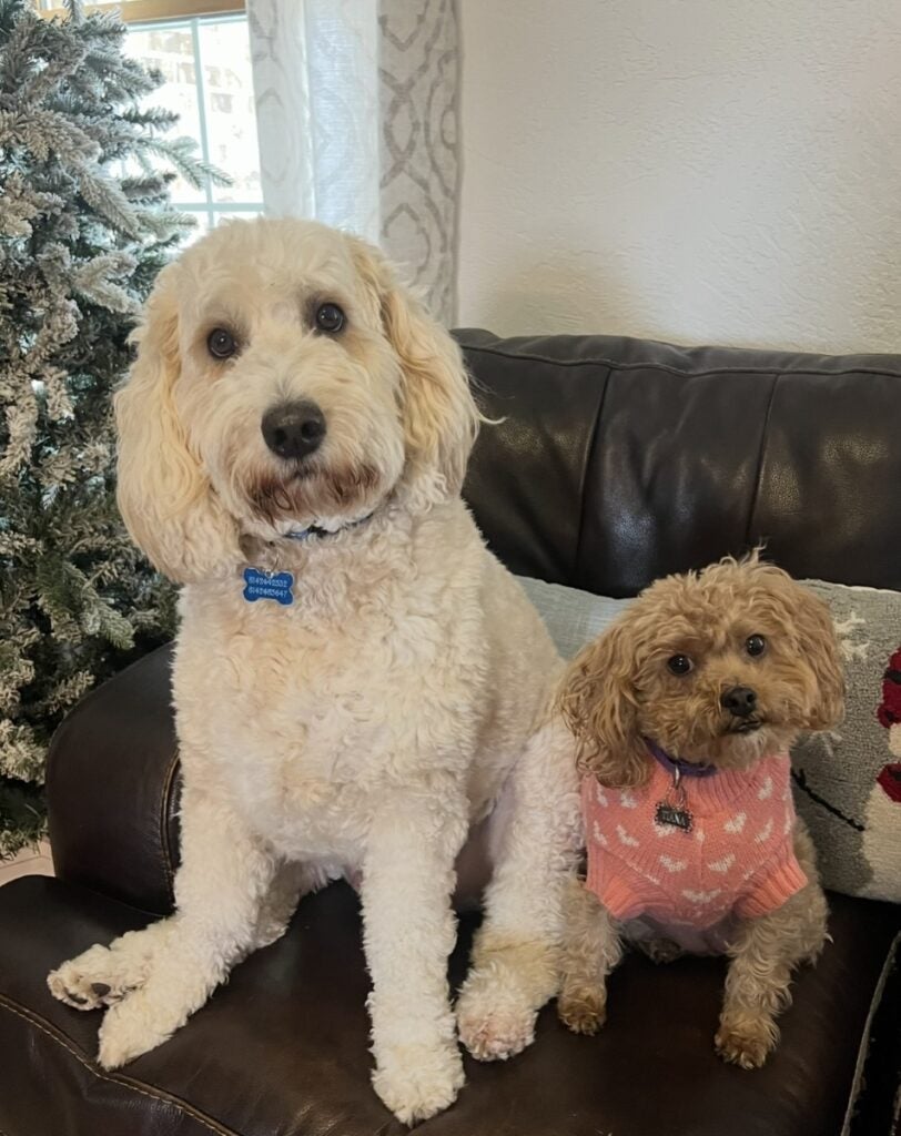 A large dog with light gold curly fur sits on a couch with a small dog with light brown curly fur wearing a pink sweater